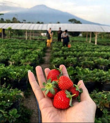 Villa Strawberry Field — Fasilitas